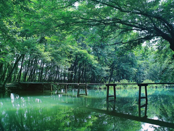 槐树和枫杨为羽状复叶，它们的区别在哪儿？