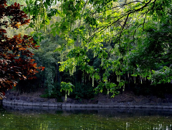 枫杨树有哪些作用？