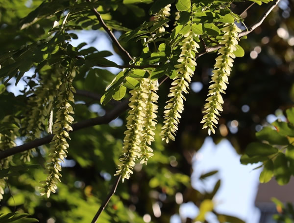 枫杨树的生长习性有哪些？