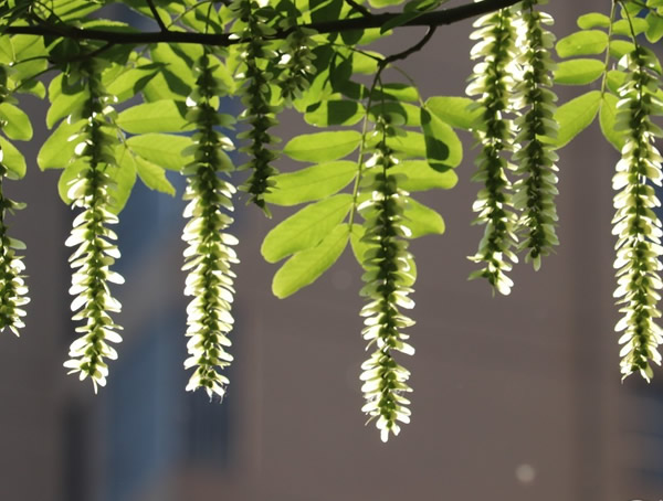 枫杨树为何叫元宝树？