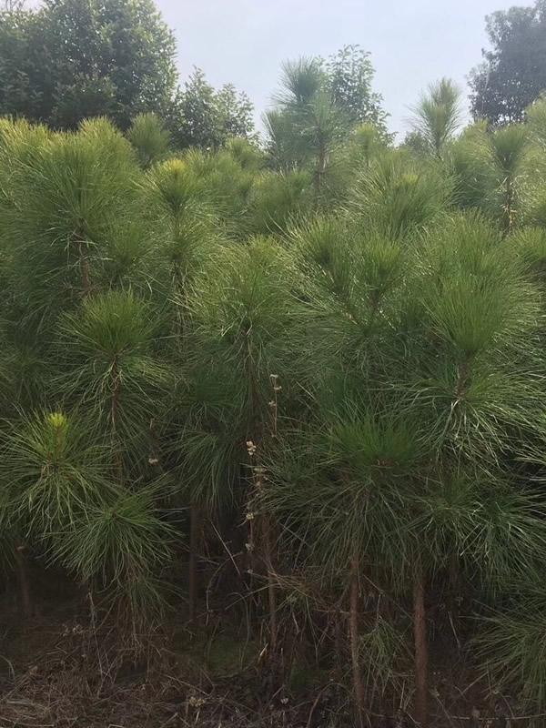 湿地松图片-形态特征-生长习性-生境分布以及主要价值