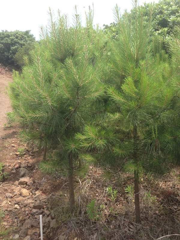 湿地松和火炬松的区别有哪些？