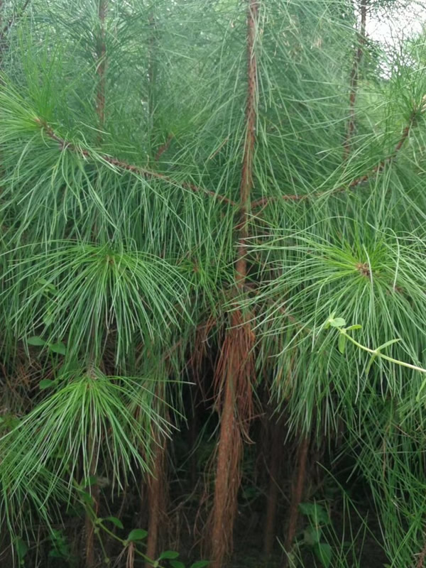 湿地松可以割多少年油？