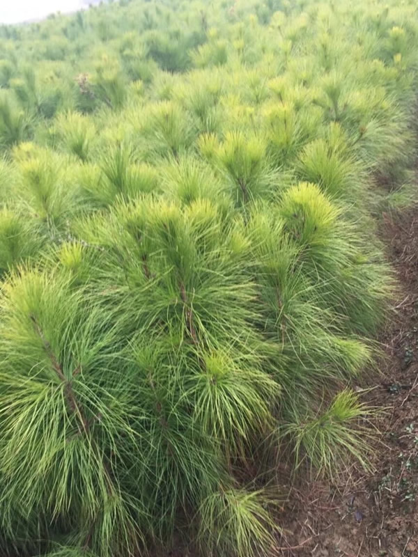 种植湿地松要用什么肥料？