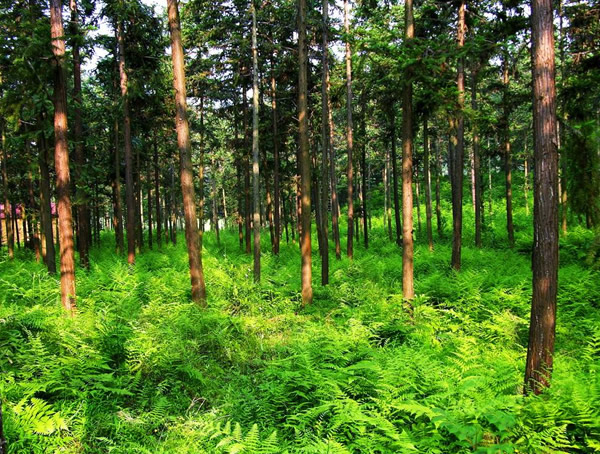 怎么种植湿地松？湿地松的种植方法介绍