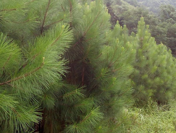 每棵湿地松每年的产量是多少？