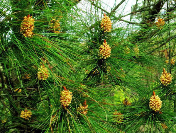 湿地松的主要价值有哪些？