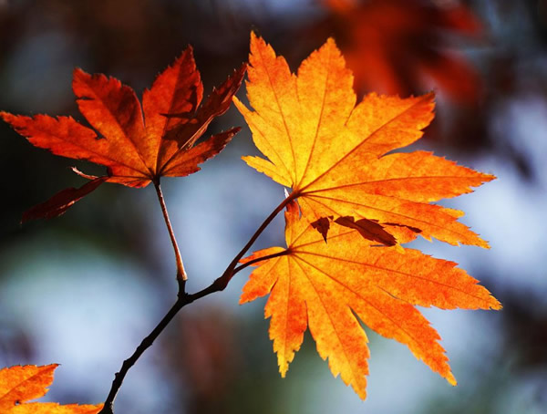 秋枫树苗种植3年有多大？