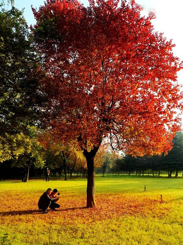 秋枫树叶会红吗？几月份红？