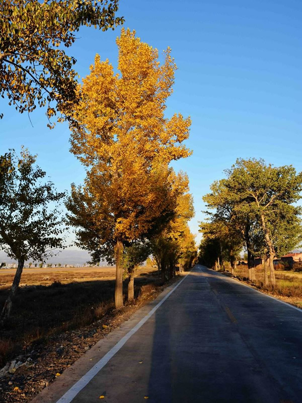 重阳木和秋枫的区别有哪些？