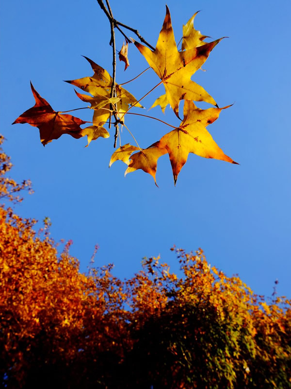秋枫树生长适应温度是多少？