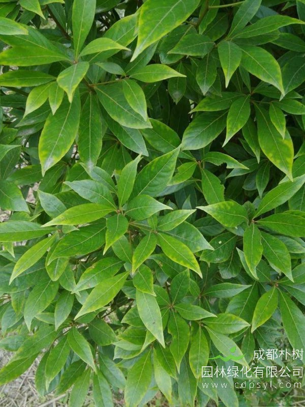 桢楠的修剪应该怎么去做？