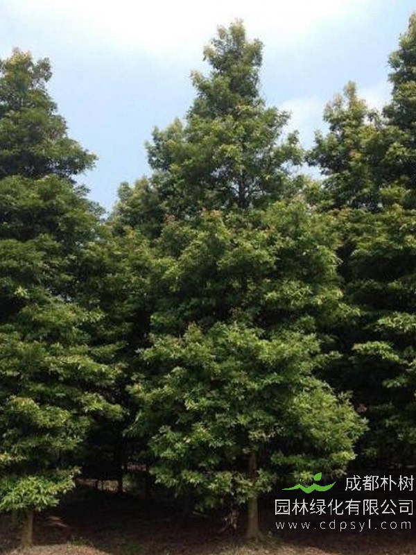 桢楠的种植注意事项有哪些？