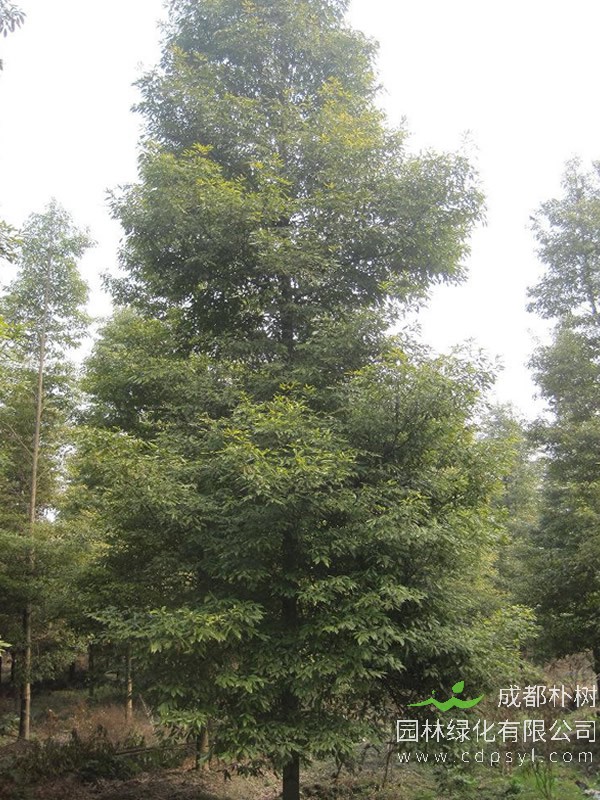 桢楠应该如何移栽成活率才会更高？