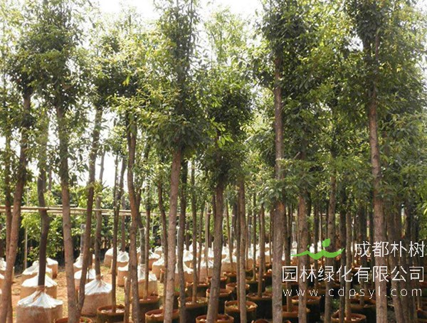 桢楠应该如何移栽成活率才会更高？