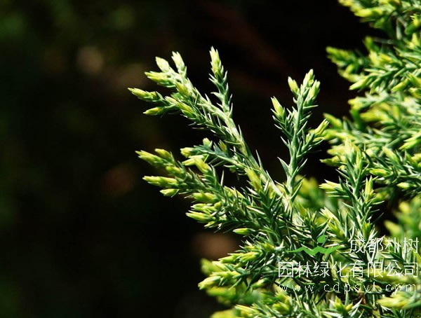 刺柏图片-形态特征-生态习性-分布情况-主要价值以及植物文化