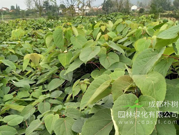 山桐子图片-形态特征-主要变种-生长环境-分布范围以及主要价值