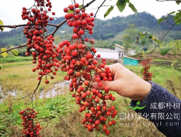 山桐子怎样种植？山桐子的栽培技术有哪些？