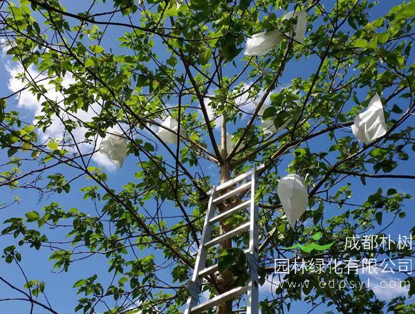 种植山桐子有前途吗？