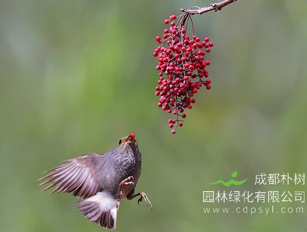 山桐子的生态习性是怎样的？