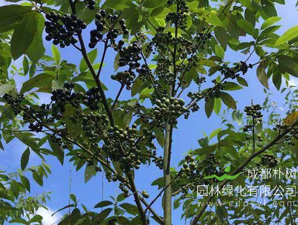 山桐子图片-形态特征-主要变种-生长环境-分布范围以及主要价值