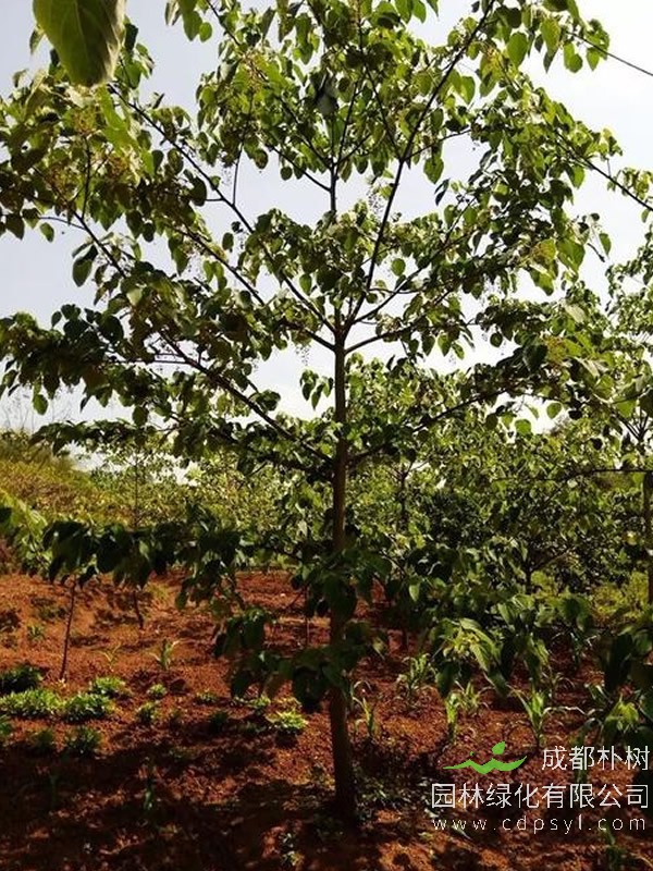 山桐子图片-形态特征-主要变种-生长环境-分布范围以及主要价值