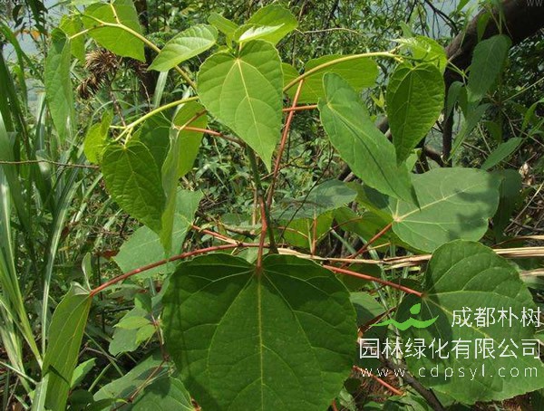 毛叶山桐子开花不挂果是什么情况？