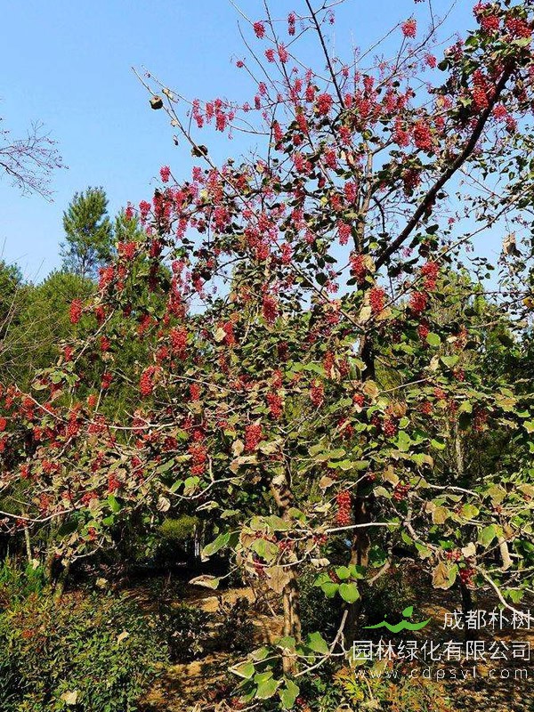 一亩地能种植多少棵山桐子？