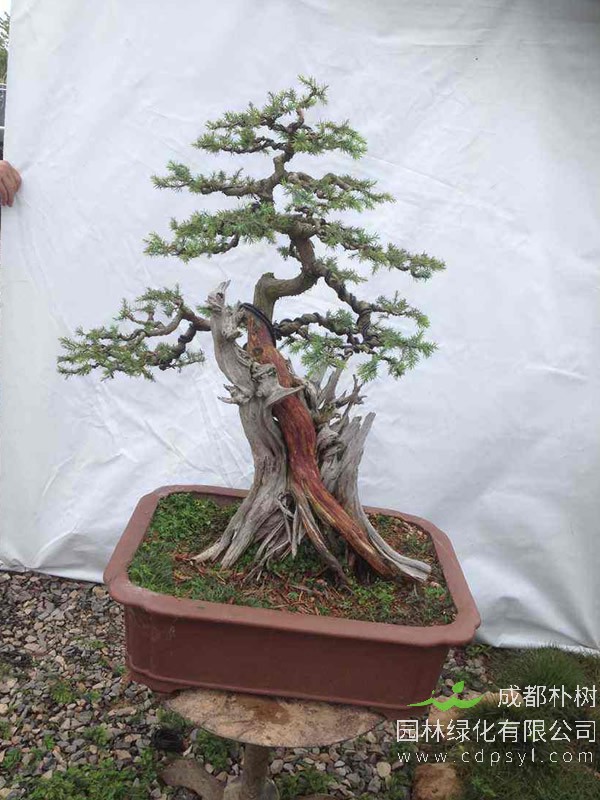 刺柏图片-形态特征-生态习性-分布情况-主要价值以及植物文化