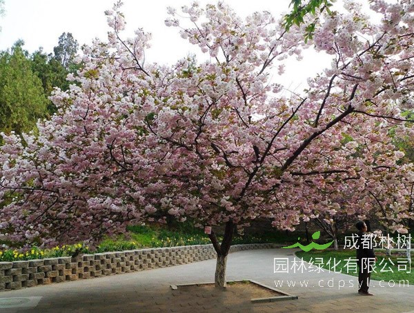 日本晚樱图片-形态特征-生长环境-分布范围-主要价值以及品种分类