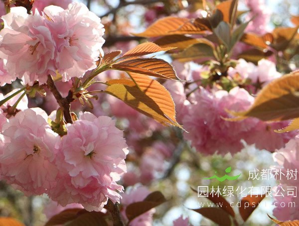 日本晚樱的育苗方法、种植培育以及病害虫防治方法介绍