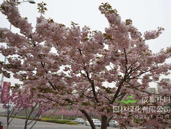 日本晚樱的育苗方法、种植培育以及病害虫防治方法介绍