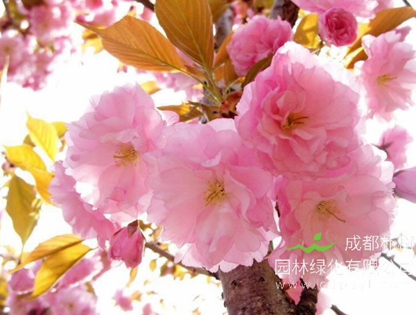 日本晚樱图片-形态特征-生长环境-分布范围-主要价值以及品种分类