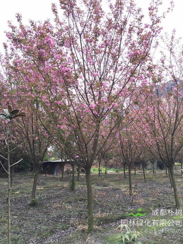 日本晚樱的植物文化，日本晚樱的文化意义