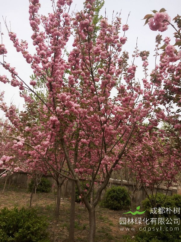 日本晚樱的形态特征有哪些？