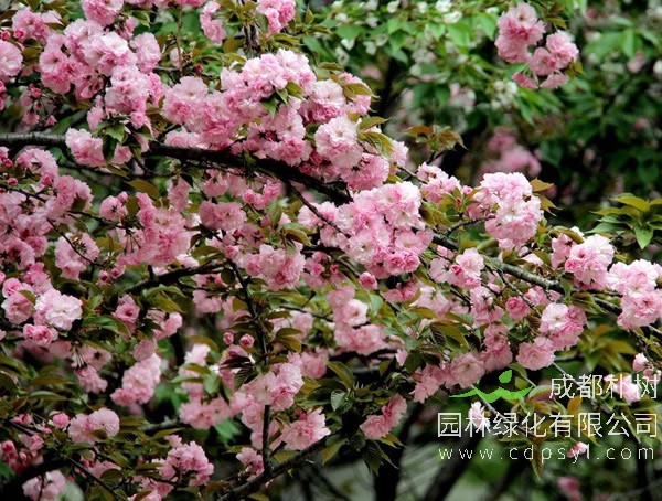 日本晚樱什么时候开花？