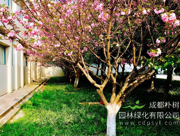 日本早樱和日本晚樱该如何区分？