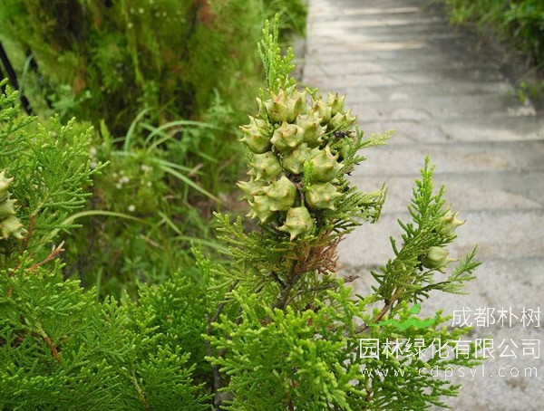 刺柏是怎样养护和繁殖的？