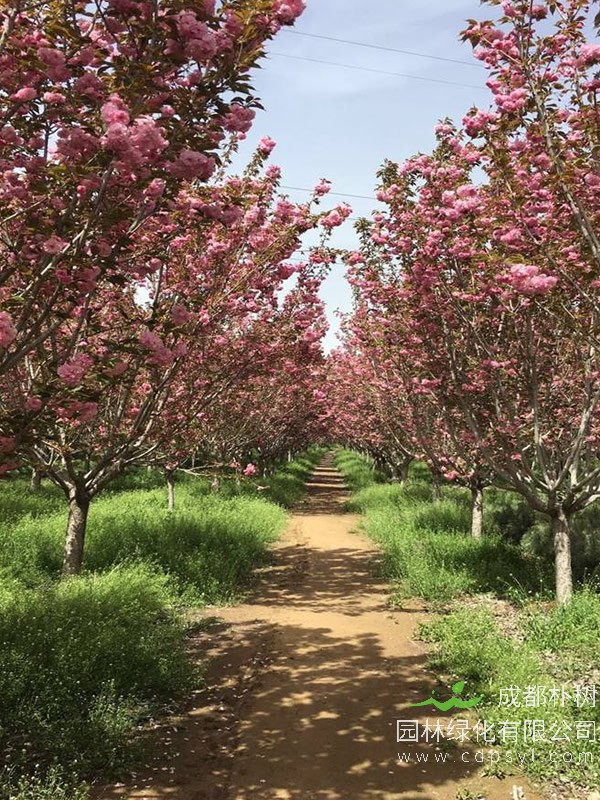 日本晚樱的养护管理有哪些？