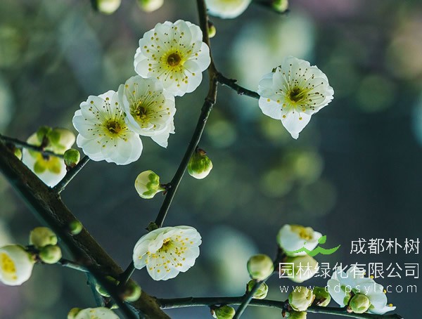 绿梅图片-形态特征-分布-生长环境以及主要价值