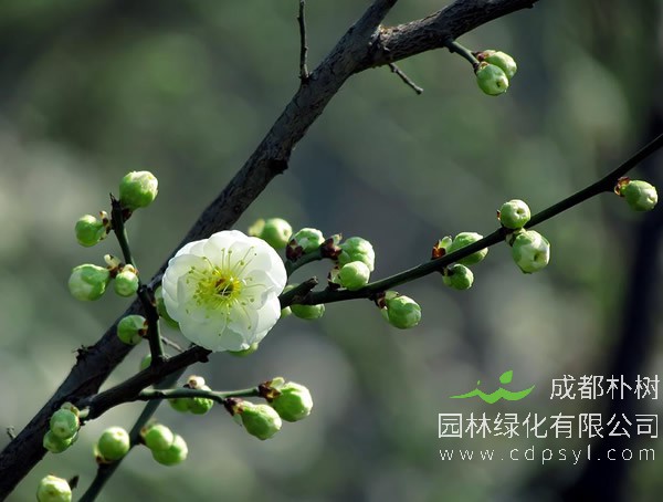 怎样种植绿梅？种植绿梅的技巧是什么？