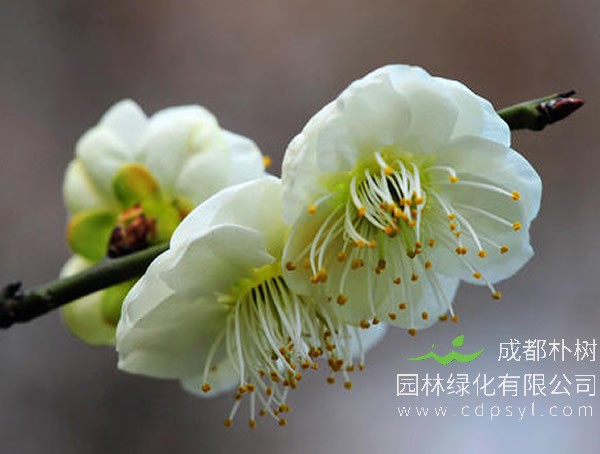 绿梅怕冻吗？绿梅的生长习性是什么？