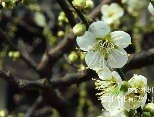 绿梅图片-形态特征-分布-生长环境以及主要价值