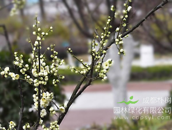 盆栽梅花桩绿梅怎么饲养？