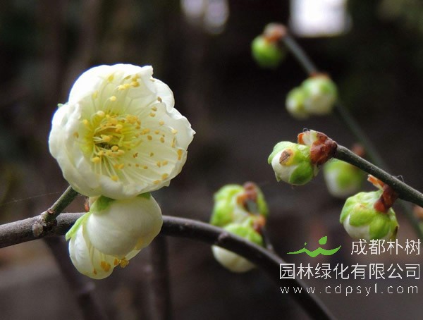 绿梅适合在海南种植吗？