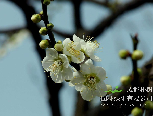 绿梅的叶子打蔫怎么回事？