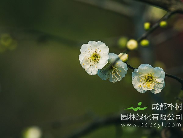 绿梅花的功效与作用有哪些？