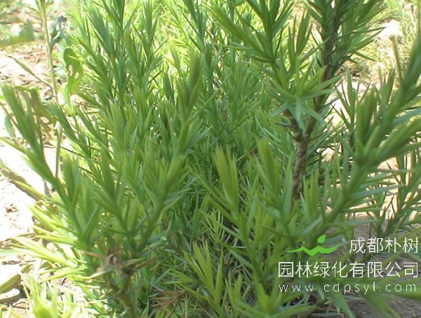 刺柏图片-形态特征-生态习性-分布情况-主要价值以及植物文化