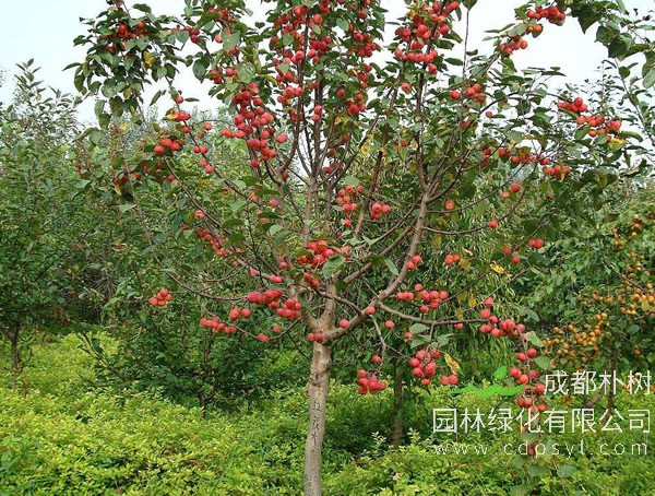 冬红海棠图片-形态特征-分布范围-主要价值以及栽培技术