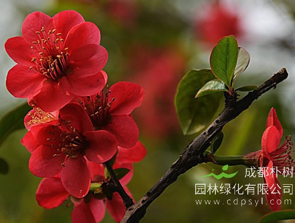 冬红海棠图片-形态特征-分布范围-主要价值以及栽培技术